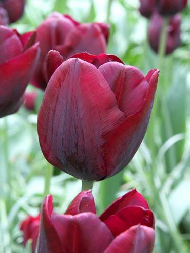 TULIPÁN Ronaldo   11/12, 100 ks